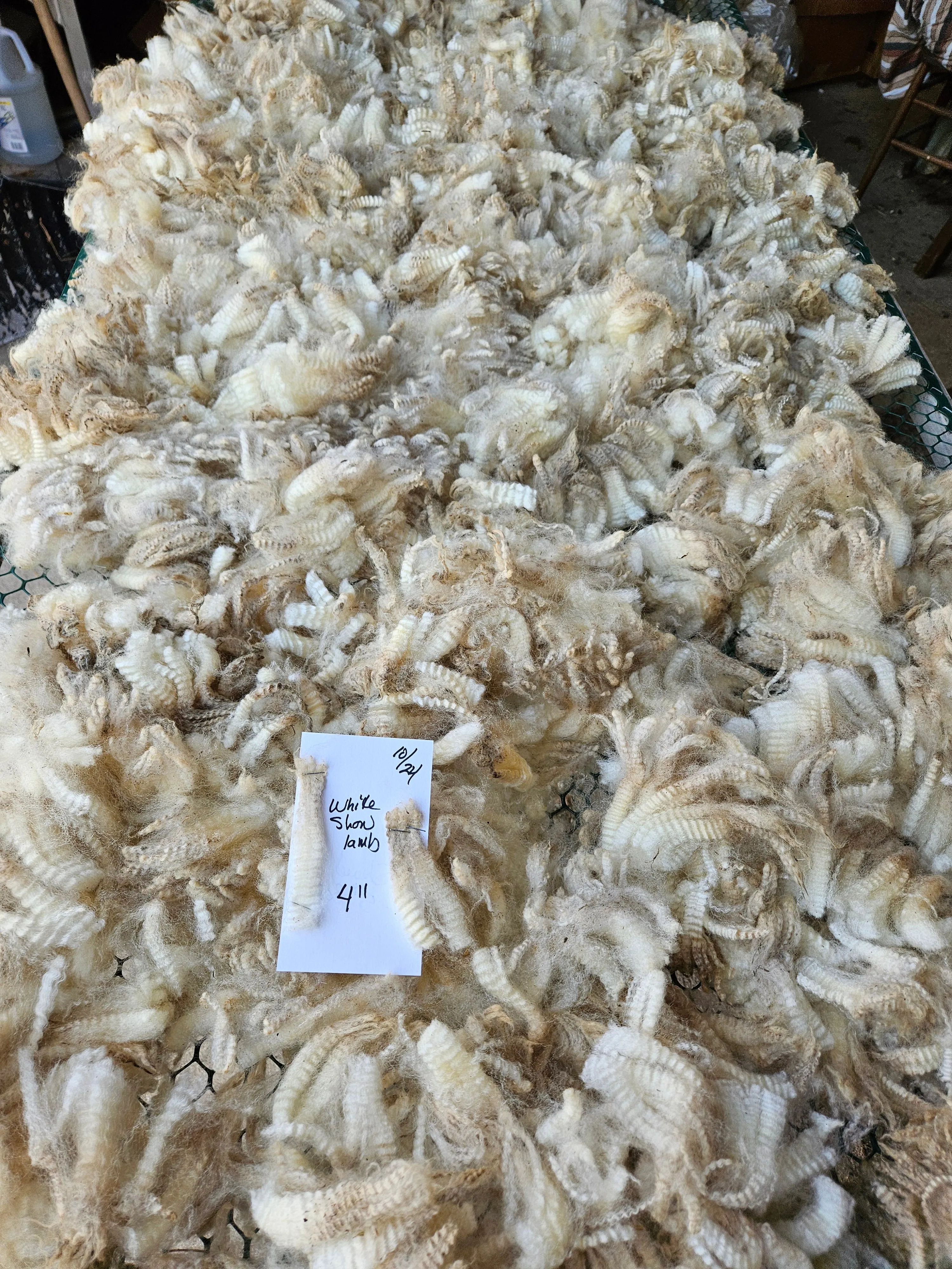 Raw Romney White Ewe Lamb Fleece - 3LSLittle Lady