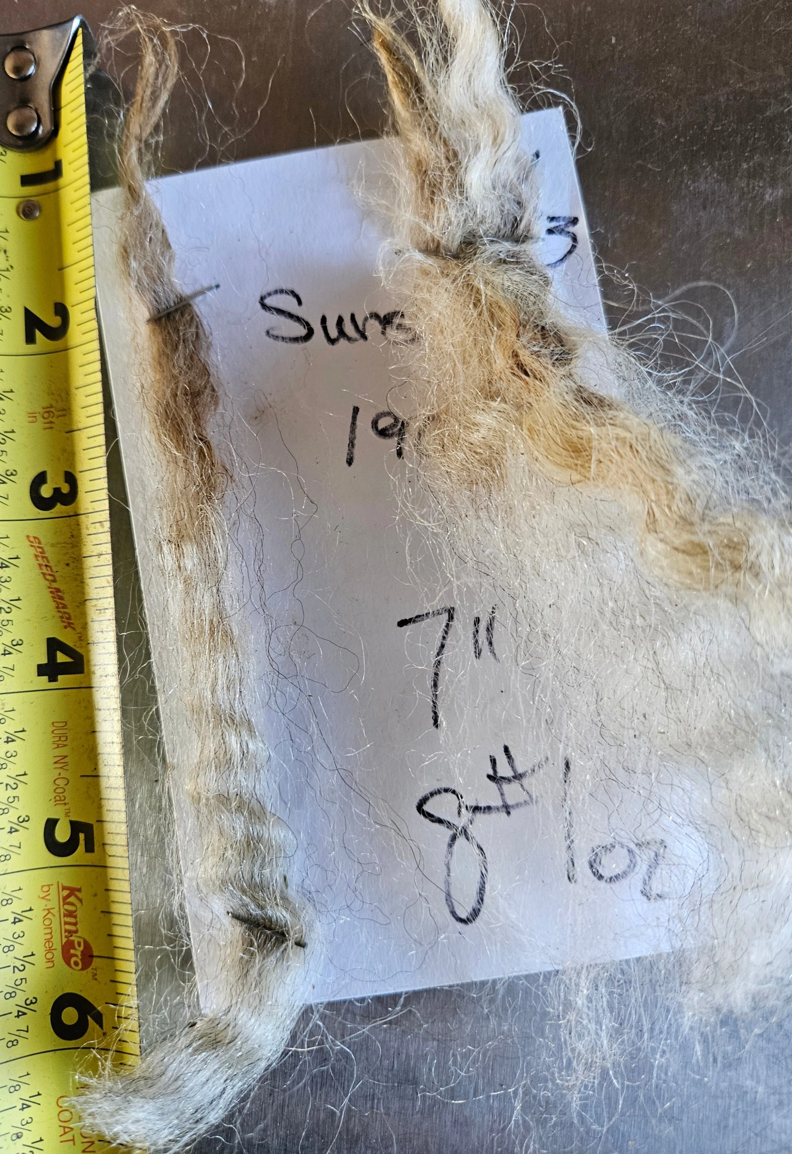 Romney Silver Raw Fleece "Sunshine" 8# 1oz